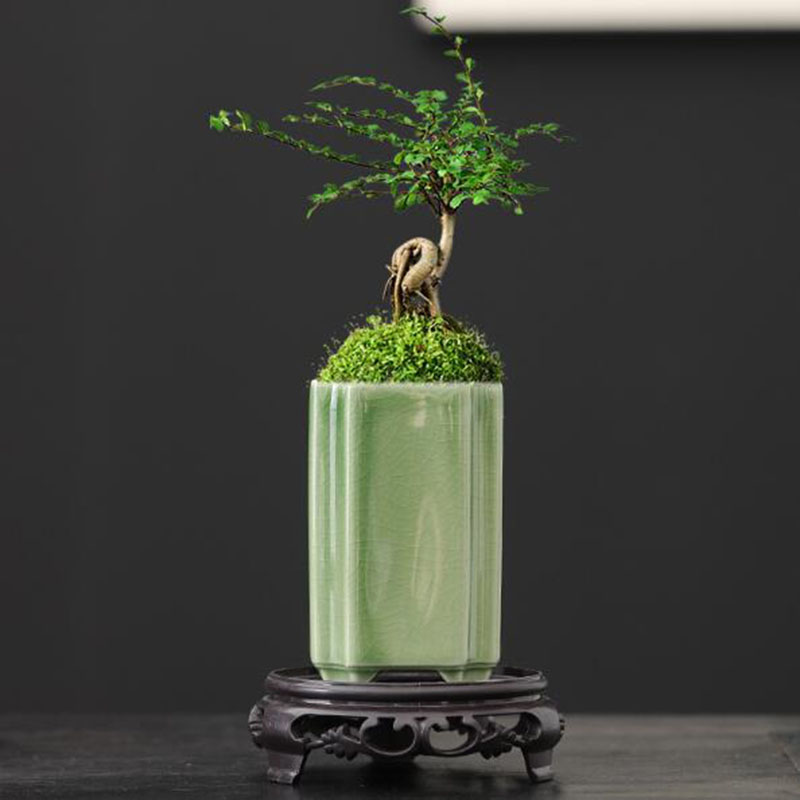 Orchid Potting Mix - Porcelanowy kwadrat Celadon Glazed Orchid Flowerpot