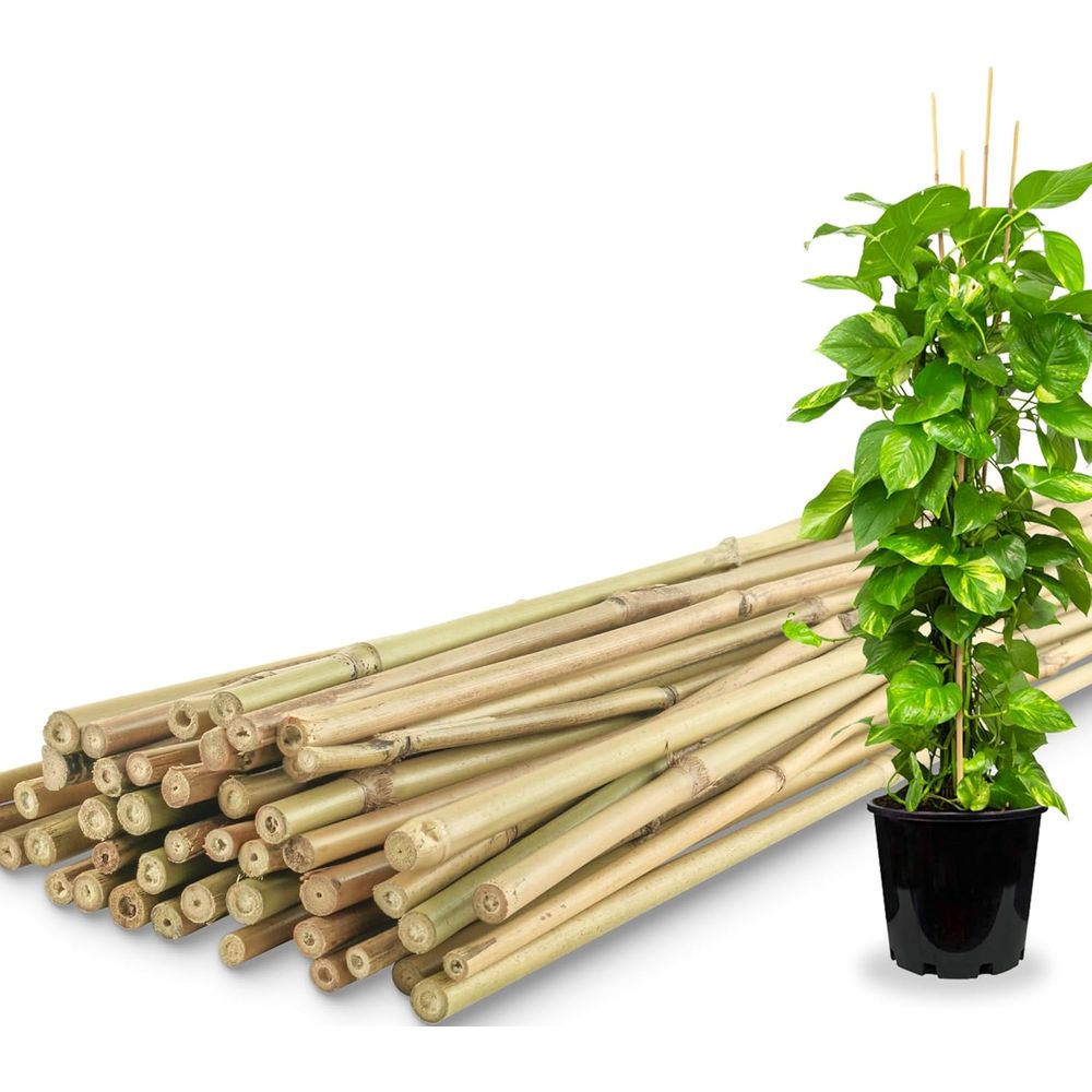 50 sztuk bambusowych palików d – Plant Support Stake recenzja i cena