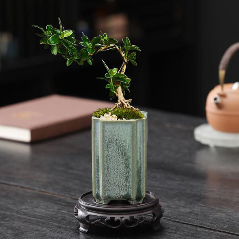 Porcelanowy kwadrat Celadon Gl – Orchid Potting Mix recenzja i cena