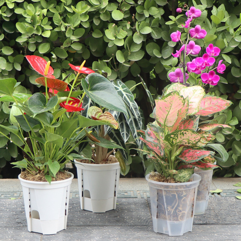 Przezroczysty garnek do orchid – Orchid Potting Mix recenzja i cena